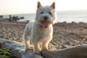 west highland terrier temperament