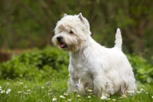 west highland white terrier Westies