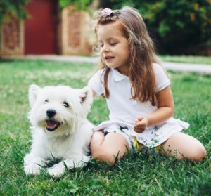 west highland white terrier temperament small white dog breeds