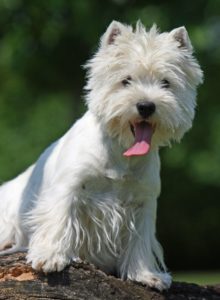 West Highland White Terrier Small white dog breed