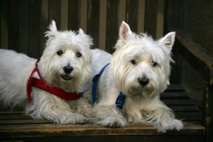 West Highland Terriers