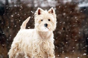 Westies are small white dog breed Westie Terrier