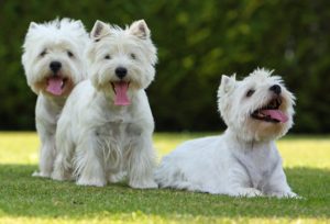 Popular small white dogs