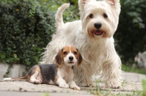 Westie personality West Highland Terrier Temperament
