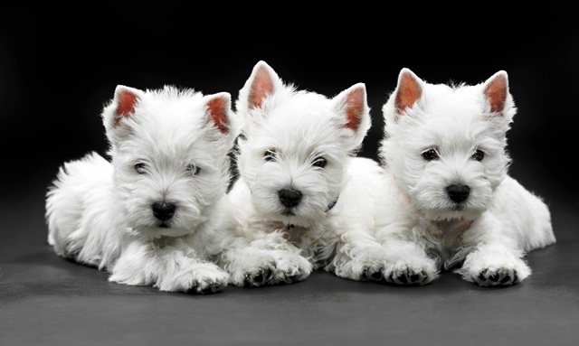 Little store white terrier