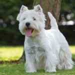 westie terrrier