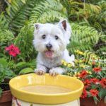 west highland terrier