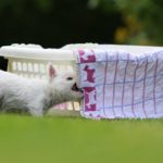 gifts for westie lovers