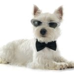 small dogs that dont shed