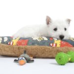 puppy gear checklist