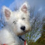 westie puppy health care